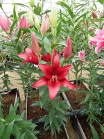 [5305 Firebolt No01.JPG]